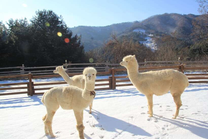 Seoul: Alpaca, Nami, Morning Calm or Eobi (+Rail Bike) - Key points to know before booking