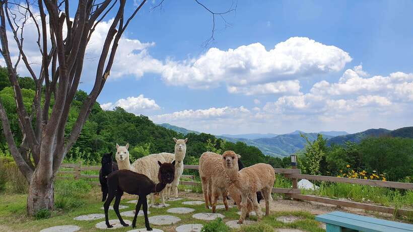 Seoul: Alpaca, Nami, Morning Calm or Eobi (+Rail Bike) - Riding the rail bike across the countryside