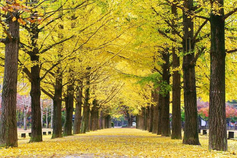 Seoul: Alpaca, Nami, Morning Calm or Eobi (+Rail Bike) - Finding calm among the garden paths