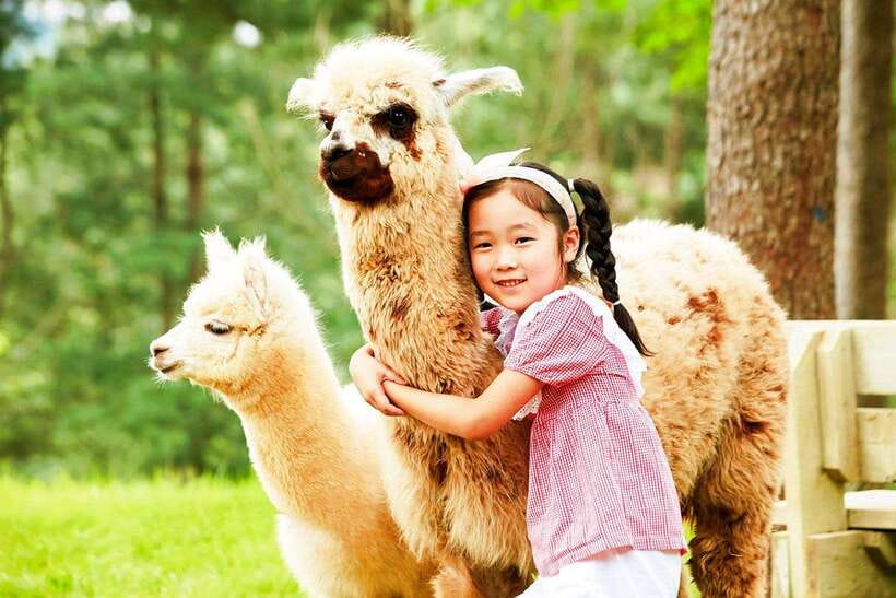 Seoul: Alpaca, Nami, Morning Calm or Eobi (+Rail Bike) - Meeting the alpacas at Alpaca World