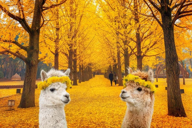 Seoul: Alpaca World & Nami Island optional Gangchon Railbike - Key points to know before you book