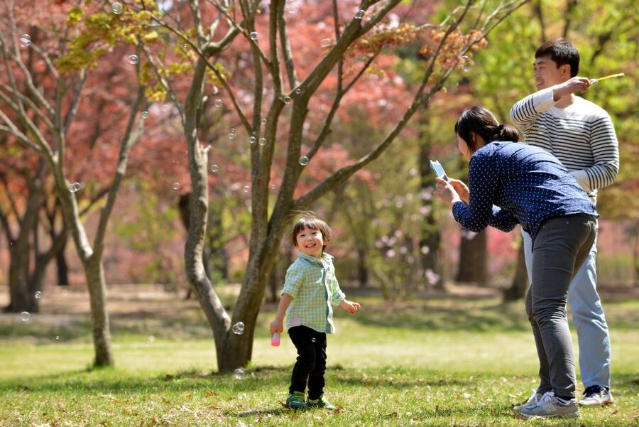 Seoul: Eobi Ice Valley, Alpaca World, Nami Island and More - Should you book it?