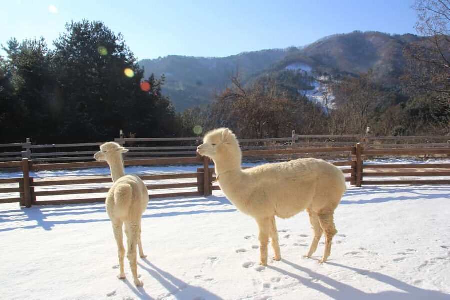 Seoul: Eobi Ice Valley, Alpaca World, Nami Island and More - Eobi Ice Valley and its frozen icicles