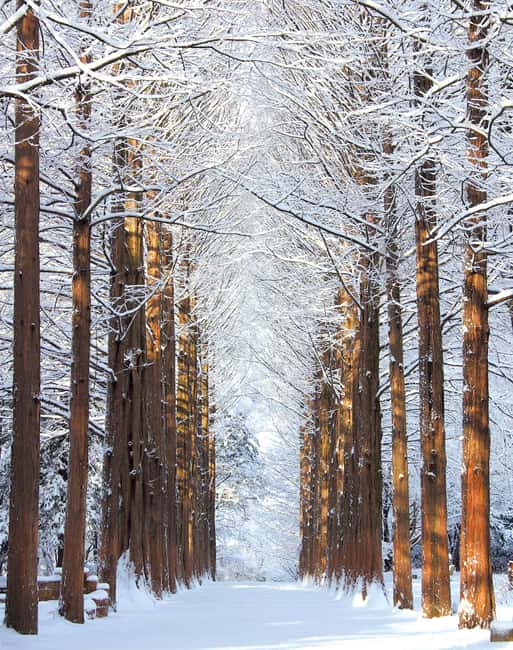 Seoul: Eobi Ice Valley, Alpaca World, Nami Island and More - Choose Gangchon Railbike or Morning Calm Garden