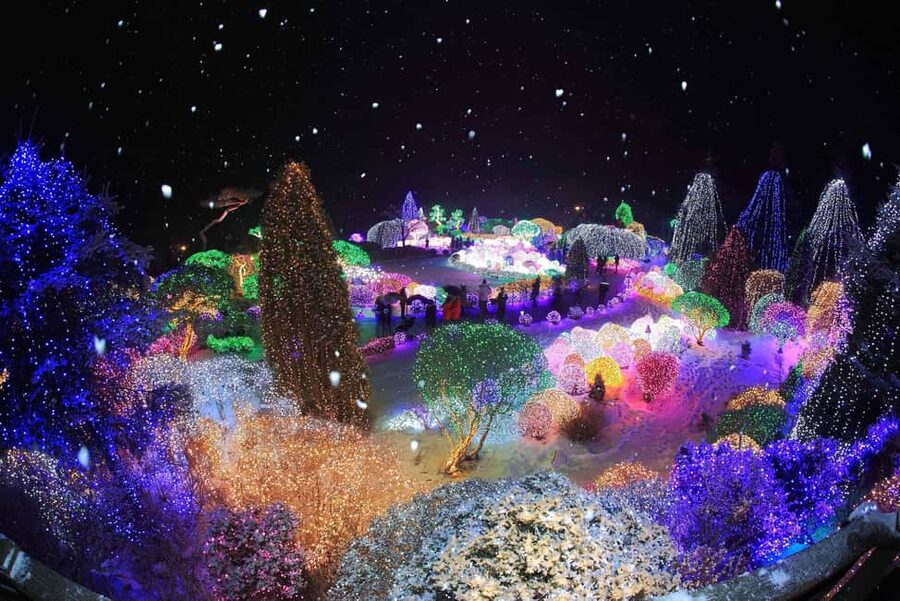 Seoul: Eobi Ice Valley, Alpaca World, Nami Island and More - Who will enjoy this tour most