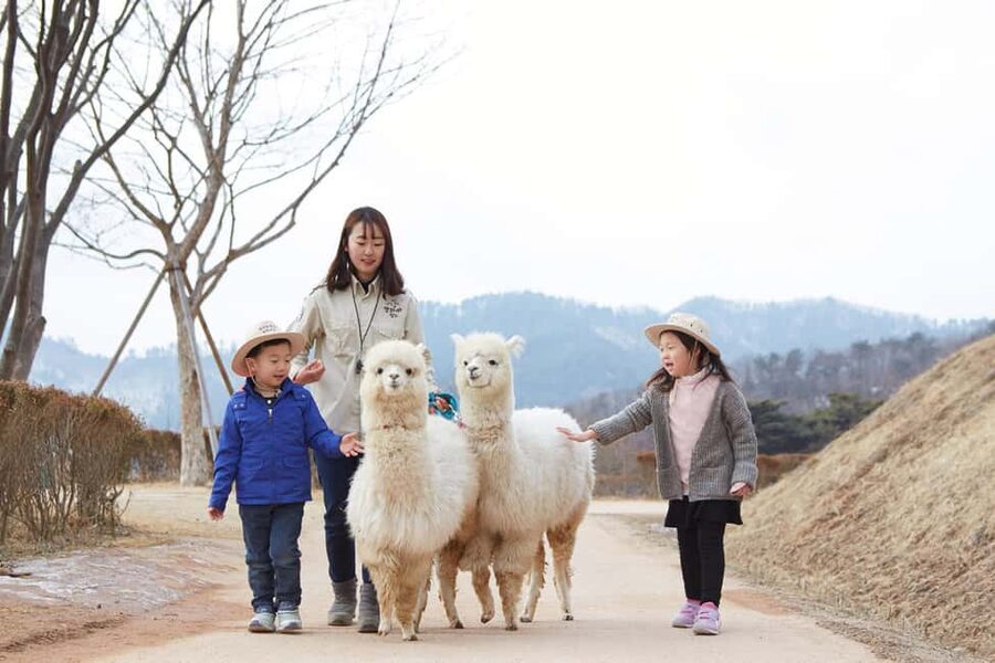 Seoul: Eobi Ice Valley, Alpaca World, Nami Island and More - Alpaca World, the most playful stop
