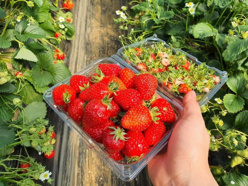 Seoul: Eobi Valley(Winter), Strawberry, Nami Island and Bike - Practical details before you reserve