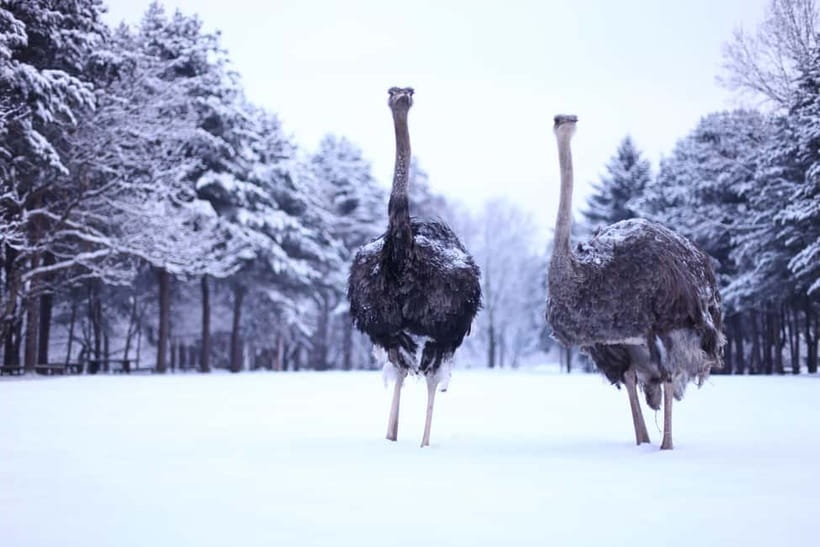 Seoul: Eobi Valley(Winter), Strawberry, Nami Island and Bike - The bus schedule and what the long return means