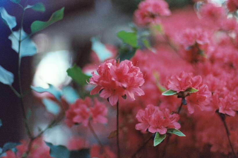 Seoul Film Camera Club - Who will enjoy this film walk most?