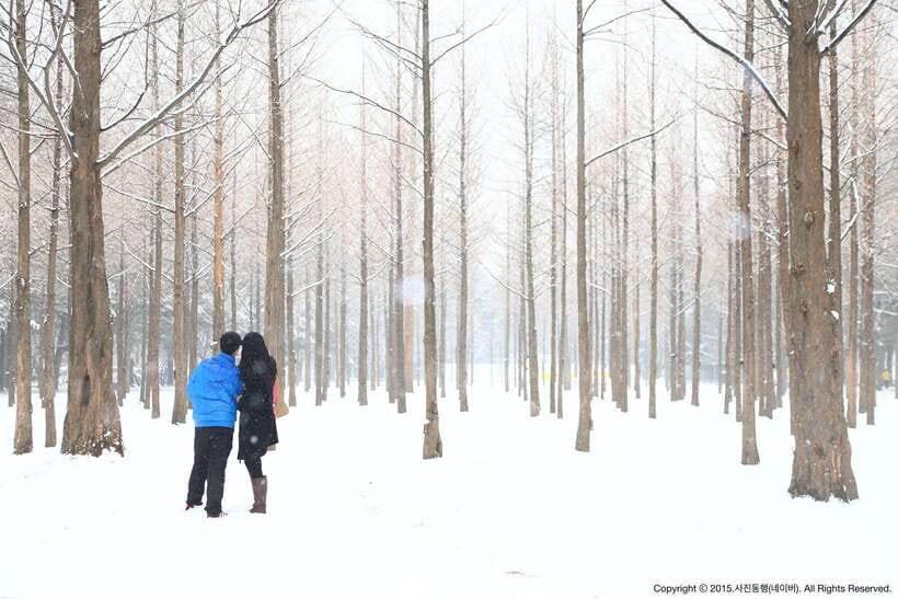Seoul: Full-Day Winter Trip Ski Resort, Ice Valley, Namiseom - Is $48 a Good Deal?