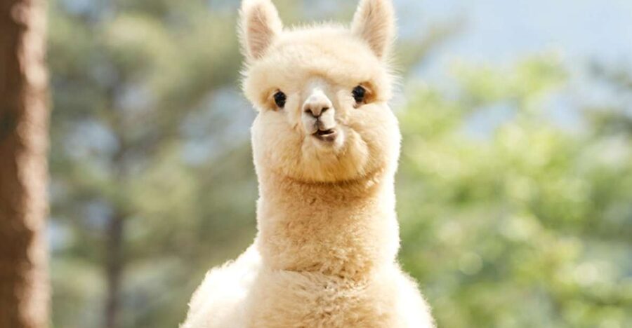 Seoul: Gangwon-do Day Trip with Alpaca World & Nami Island - Five things to know before you book