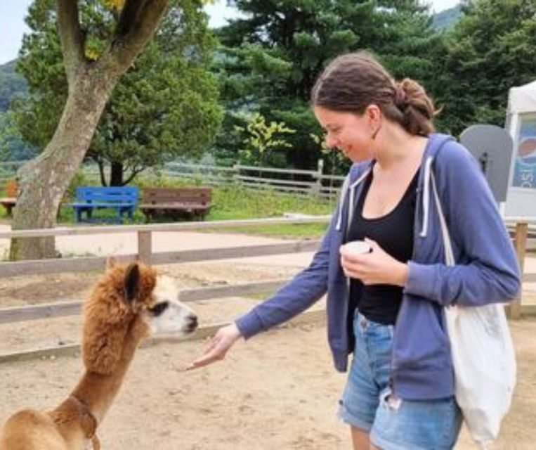 Seoul: Gangwon-do Day Trip with Alpaca World & Nami Island - Nami Island beneath the tall trees