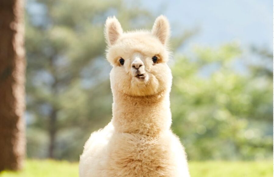 Seoul: Gangwon-do Day Trip with Alpaca World & Nami Island - How the schedule feels in practice