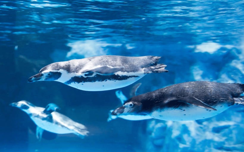 Seoul: Lotte World Aquarium Ticket - Key points at a glance