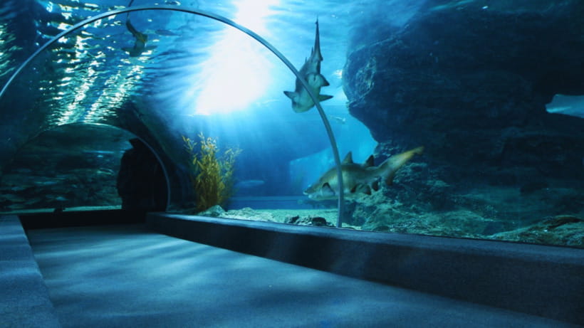 Seoul: Lotte World Aquarium Ticket - Why the main tank is the aquarium’s big draw