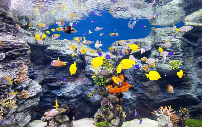 Seoul: Lotte World Aquarium Ticket - Penguins, belugas, seals, turtles, and whales