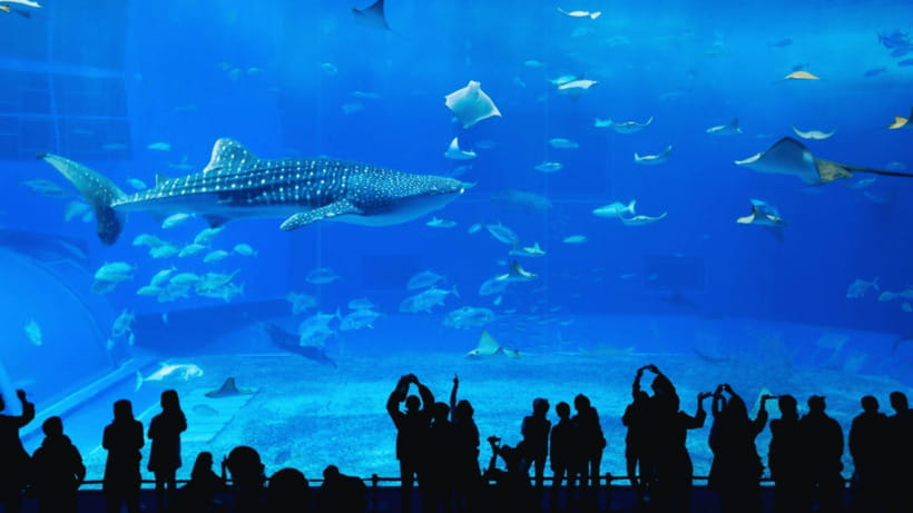 Seoul: Lotte World Aquarium Ticket - A route from rivers to five oceans