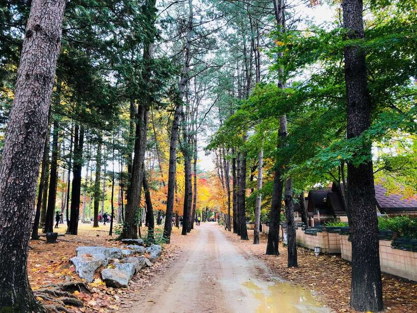 Seoul: Mt.Seorak, Nami Island & Korean Garden, No Shopping - Food stops and the no-shopping advantage