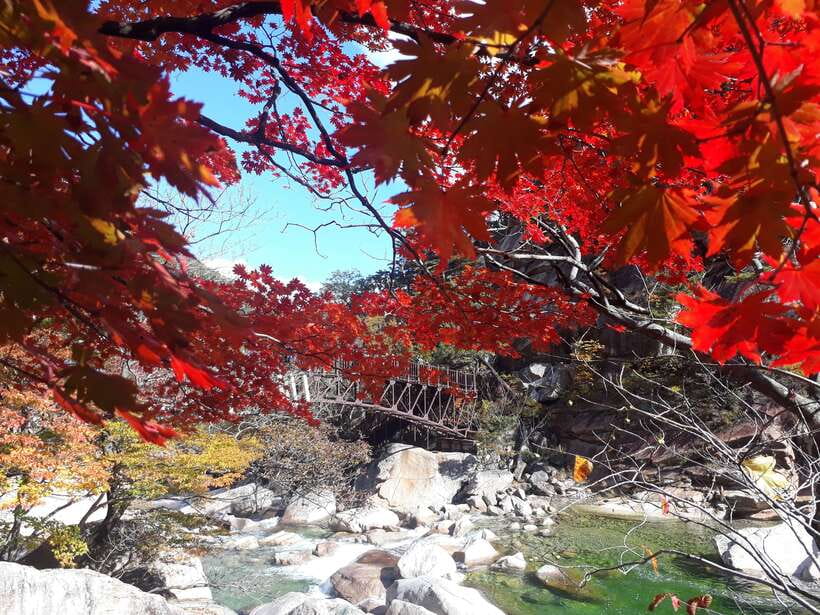 Seoul: Mt.Seorak, Nami Island & Korean Garden, No Shopping - Transport, timing, and group size