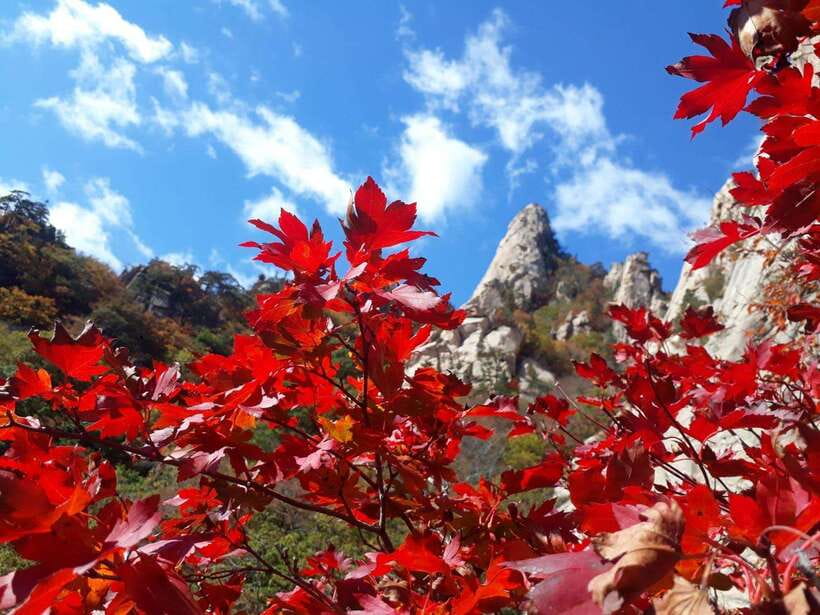 Seoul: Mt.Seorak, Nami Island, No Shopping(+RailBike Option) - Choosing between the Myeongdong and Hongdae departures