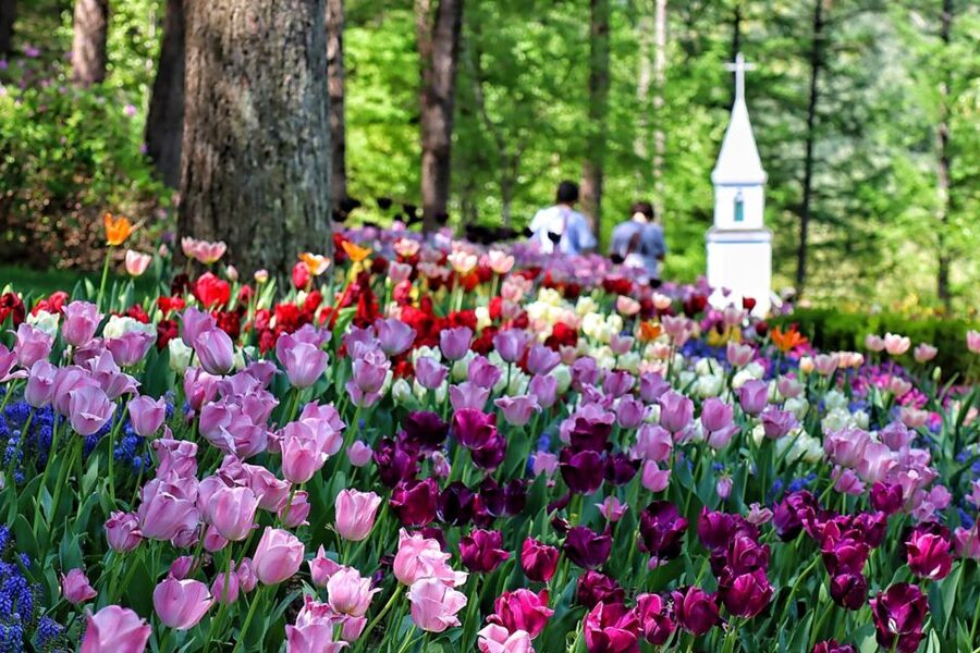 Seoul: Nami and Petite France Tour with Optional K-Garden - Choosing shared, small-group, or private travel