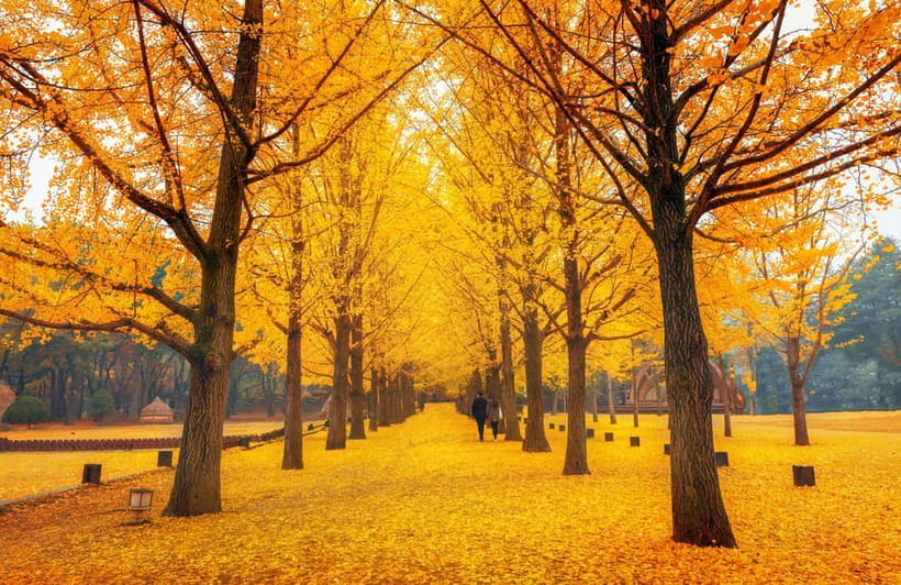 Seoul: Nami Island and Garden of Morning Calm opt Railbike - Timing, comfort, and who should book