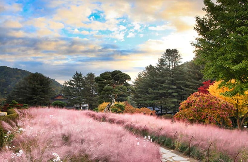 Seoul: Nami Island and Garden of Morning Calm opt Railbike - Is the $51 package good value?