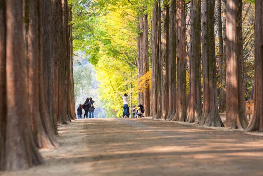 Seoul: Nami Island, Garden and Petite France (opt. Railbike) - How much time do you really get?
