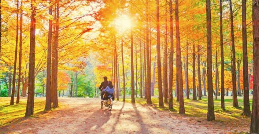 Seoul: Nami, Petite France, Italian Village, Railbike Option - What the guides add to a tightly timed day