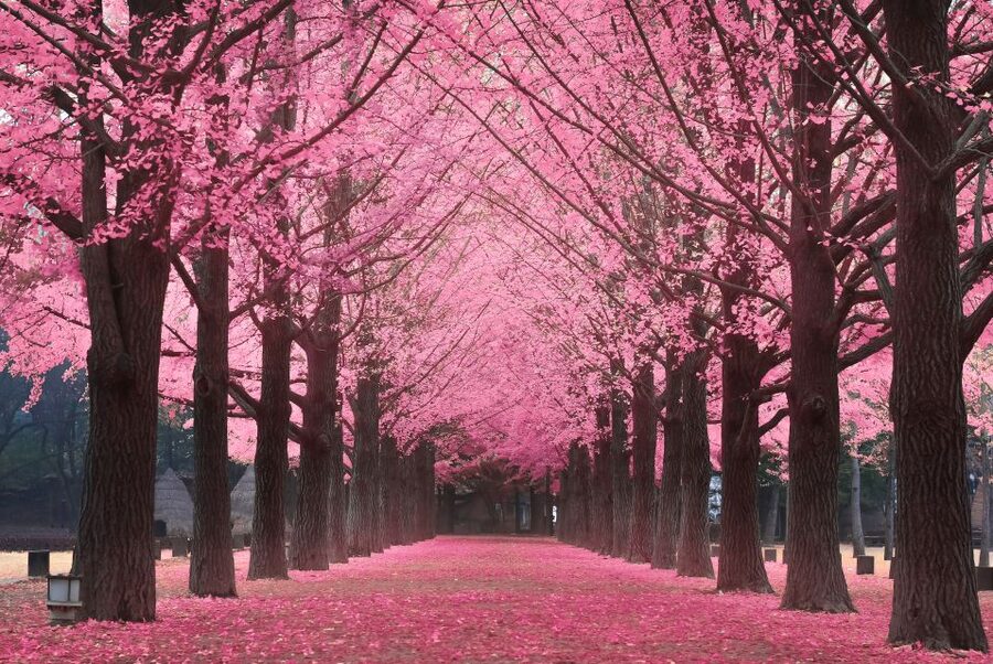 Seoul: Private Customizable Tour to Nami Island and More - Should you book the Nami Island private tour?