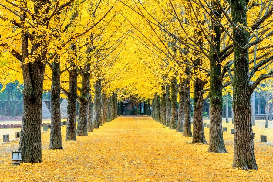 Seoul: Private Customizable Tour to Nami Island and More - The guide can make or break the day
