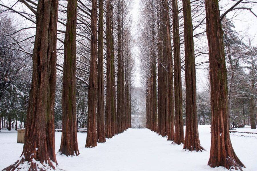 Seoul: Private Customizable Tour to Nami Island and More - Price, admissions, and what you really pay for