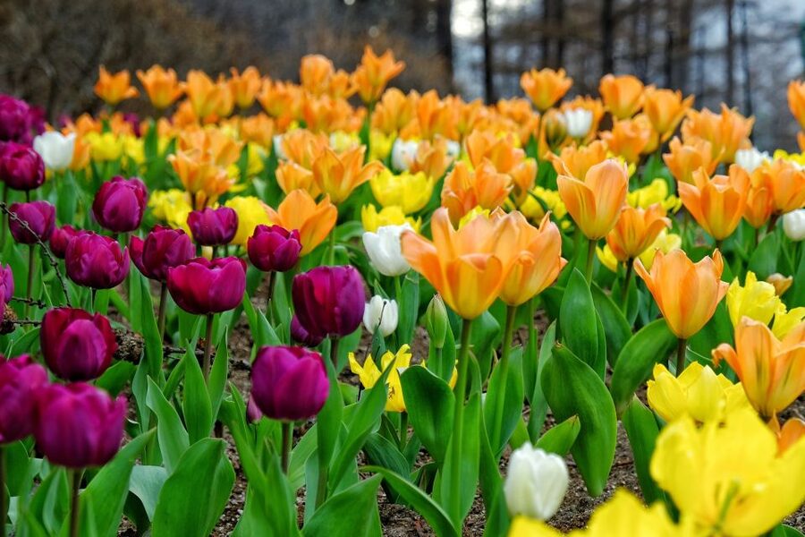 Seoul: Private Customizable Tour to Nami Island and More - What the private vehicle changes