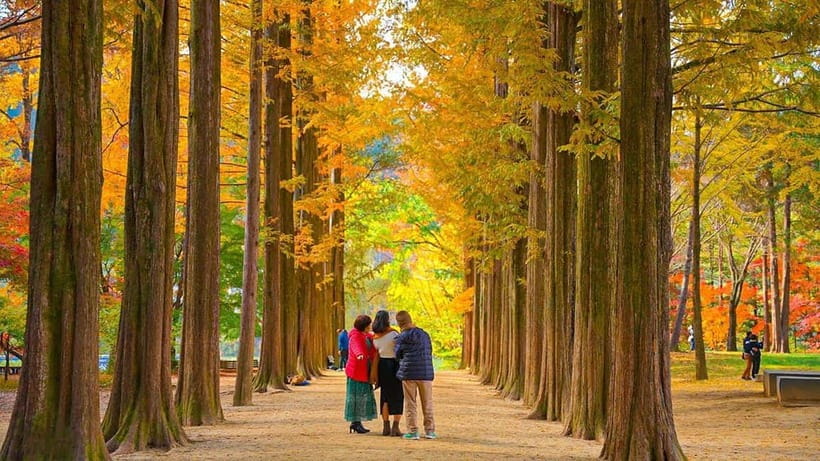 Seoul: Private Tour to Nami Island, Garden, Petite France - Key points at a glance