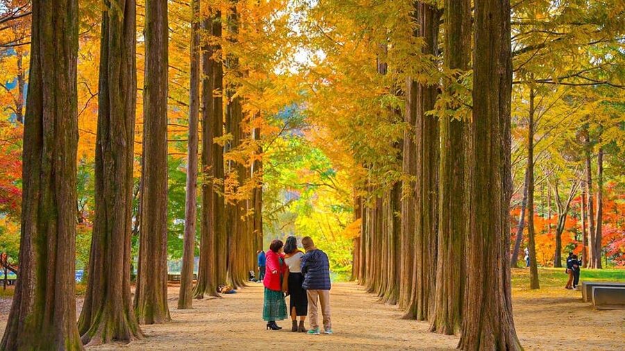 Seoul: Private Tour to Nami Island, Garden, Petite France - What the private vehicle adds