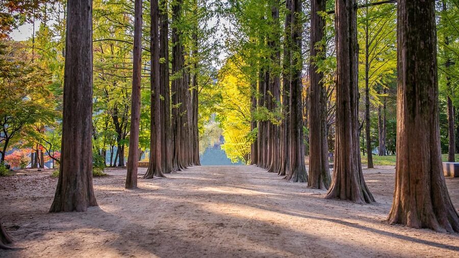 Seoul: Private Tour to Nami Island, Garden, Petite France - Should you book this Seoul day trip?
