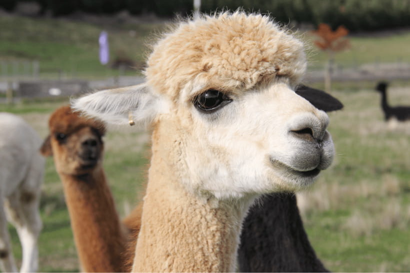 Seoul: Samaksan Cable Car & Nami with Alpaca World/Railbike - What the guides add to a busy day