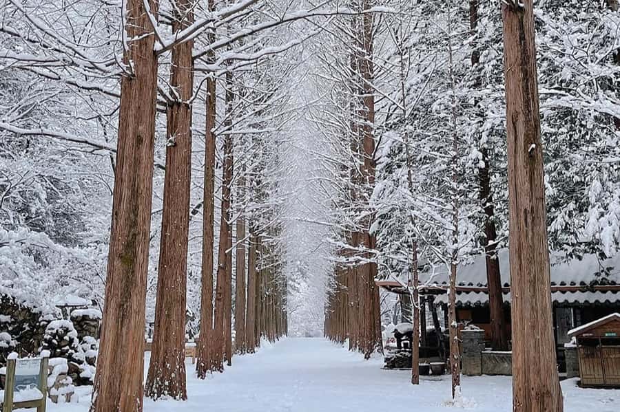 Seoul: Seorak Mountain+Nami Island+Eobi Ice Valley Tour - Should you book the Seoraksan, Nami Island, and Eobi Ice Valley tour?