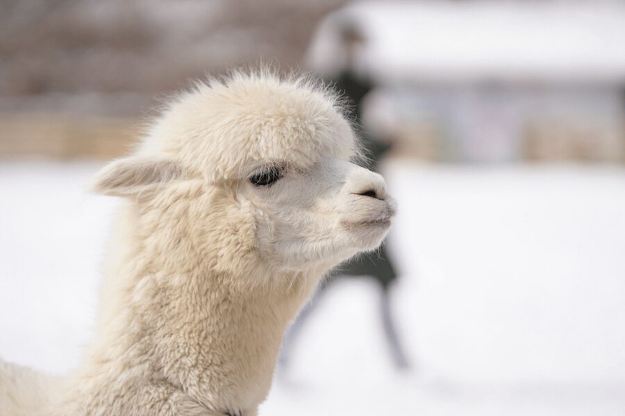 Seoul: SnowyLand in Vivaldi Park with Nami or Alpaca - What to pack for the cold