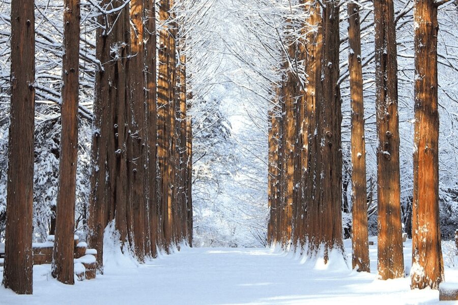 Seoul: SnowyLand in Vivaldi Park with Nami or Alpaca - Pick Alpaca World for an animal-focused outing