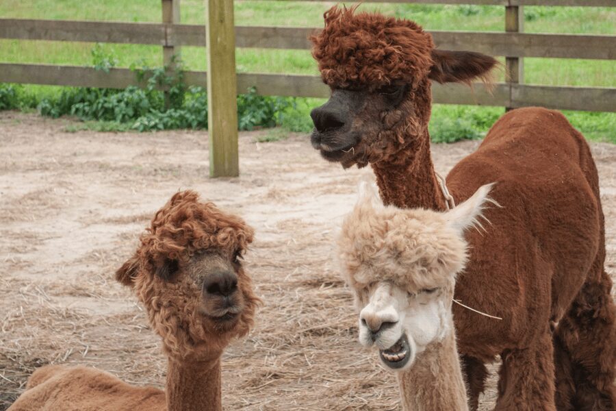 Seoul: SnowyLand in Vivaldi Park with Nami or Alpaca - Lunch is flexible, but it adds to the cost