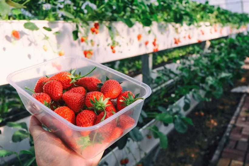 Seoul: Strawberry Picking & Eobi Ice Valley & Nami Island - Eobi Ice Valley and the frozen waterfall