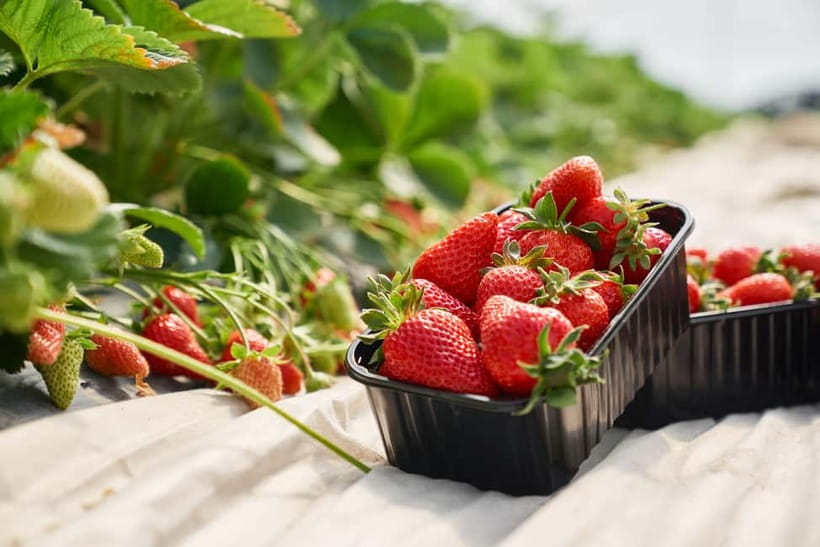 Seoul: Strawberry Picking & Eobi Ice Valley & Nami Island - Guides and how much help you receive