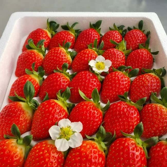 Seoul: Winter Day Tour in Pocheon (+Strawberry Picking) - Key points to know before booking