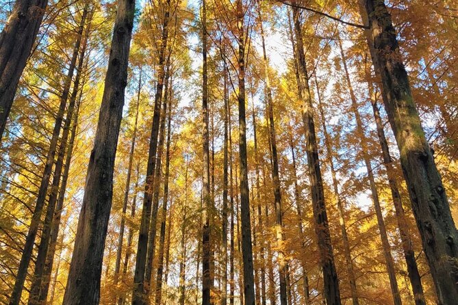 Suwon Hwaseong Fortress & Jangtaesan Full-Day Tour: Autumn Leaves - The market stop needs a quick confirmation