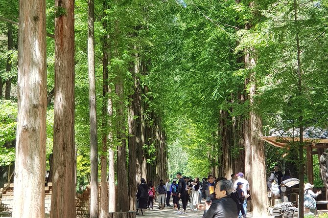 Winter Sonata TV Tour on Nami Island from Seoul - Why Nami Island is more than a TV location